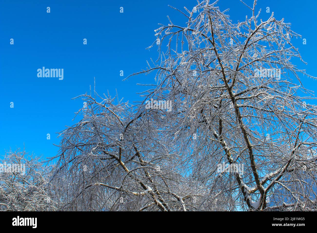 Eiskirschen im Winter nach Regen Stockfoto