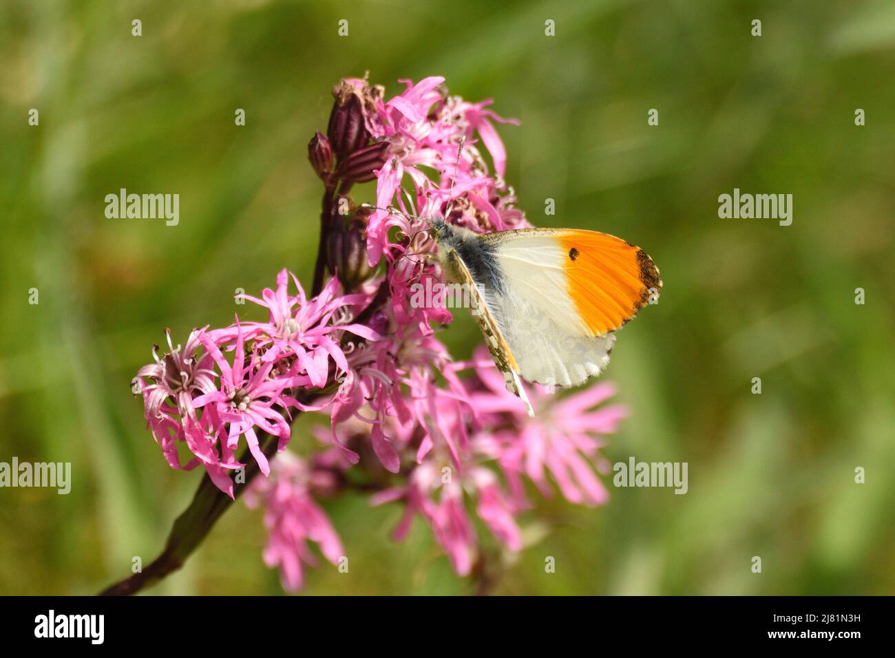 Orange Spitze Schmetterling auf rosa Wildblumen im Frühjahr. England, Großbritannien. Stockfoto