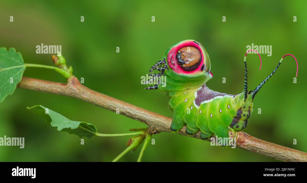 Tier posiert vor der Kamera, schöne grüne Raupe Stockfoto