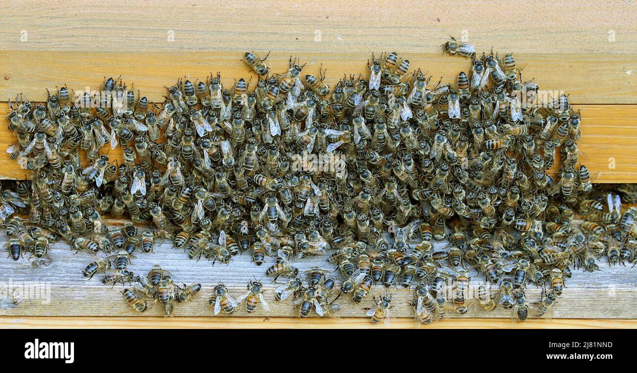 Berlin, Deutschland. 12.. Mai 2022. Unzählige Honigbienen haben sich vor dem Flugloch eines Bienenstocks versammelt und bilden einen sogenannten "Bienenbart". Dieses Schauspiel kann bei älteren Flugbienen beobachtet werden, die aufgrund der hohen Temperaturen im Bienenstock nachts außerhalb des Bienenstocks bleiben. In den Monaten Mai und Juni müssen die Imker aber auch zunehmend mit einem Schwarm ihrer Kolonien rechnen. Dann verlässt die Königin den Bienenstock mit einem Teil der Bienen, um nach einer neuen Wohnung zu suchen. Die verbleibenden Bienen, die zurückbleiben, ziehen aus der Brut eine neue Königin auf und bilden so einen neuen Zustand. Quelle: Wolfgang Kumm/dpa/Alamy Live News Stockfoto