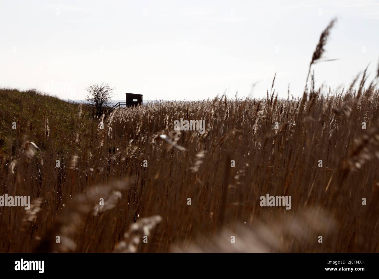 Marschgras im Swale National Nature Reserve, Isle of Harty, Isle of Sheppey, Kent, England, VEREINIGTES KÖNIGREICH Stockfoto