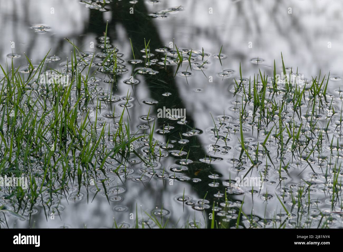 Oberflächenspannung um überflutete Grashalme aus der Nähe, Wassertropfen auf Grasspitzen und Unterwassergras im Schatten des Baumes Stockfoto