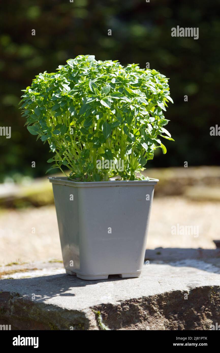 Basilikum mit kleinen Blättern (Ocimum Basilicum) wächst in einem kleinen Topf. Stockfoto