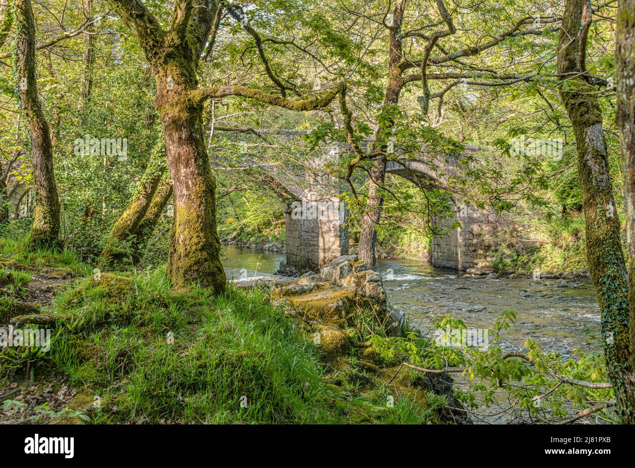 Eichenwald am Dart River, Dartmoor National Park, Devon, England, Großbritannien Stockfoto