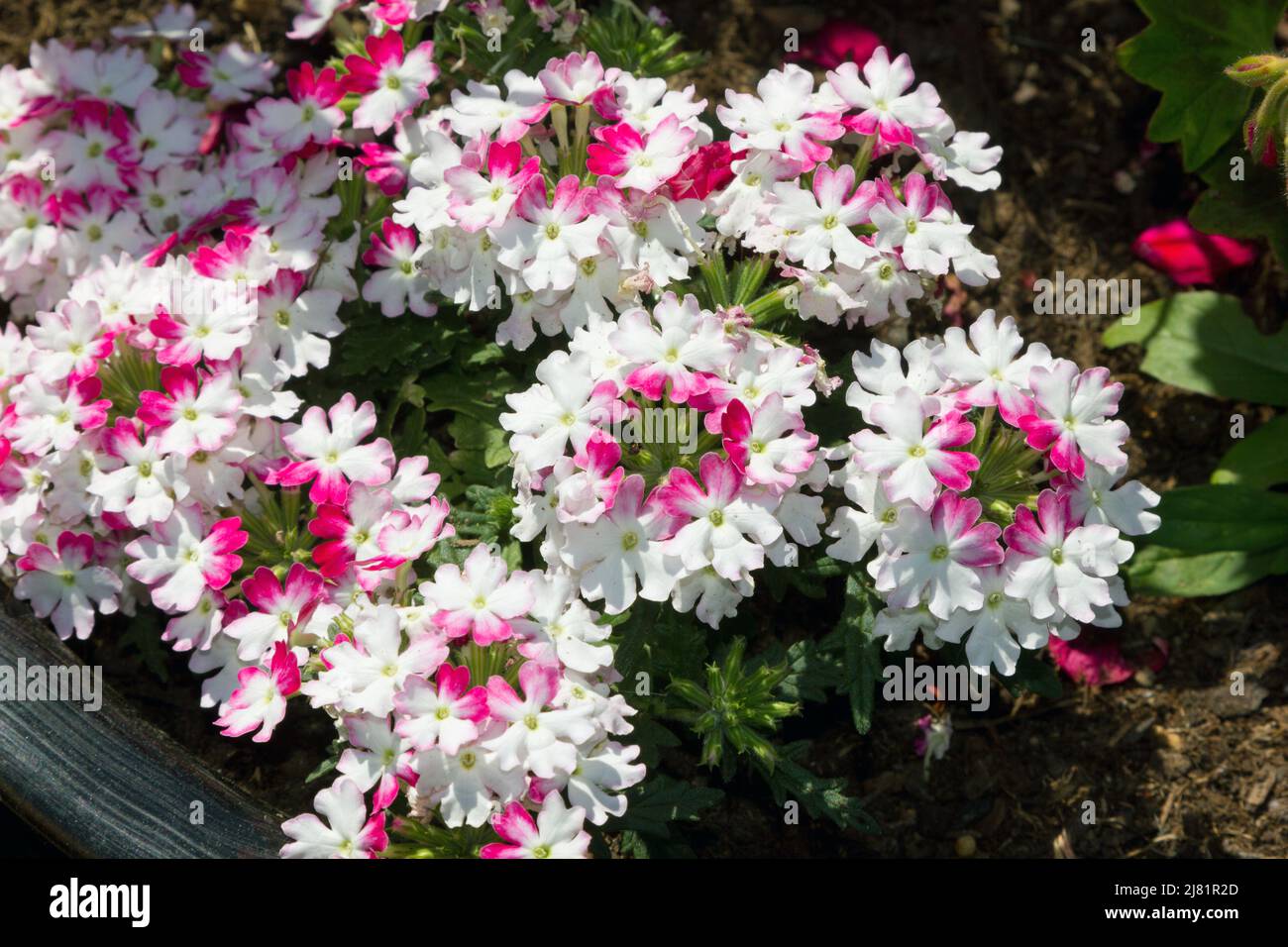 Eisenkraut Blumen Stockfoto