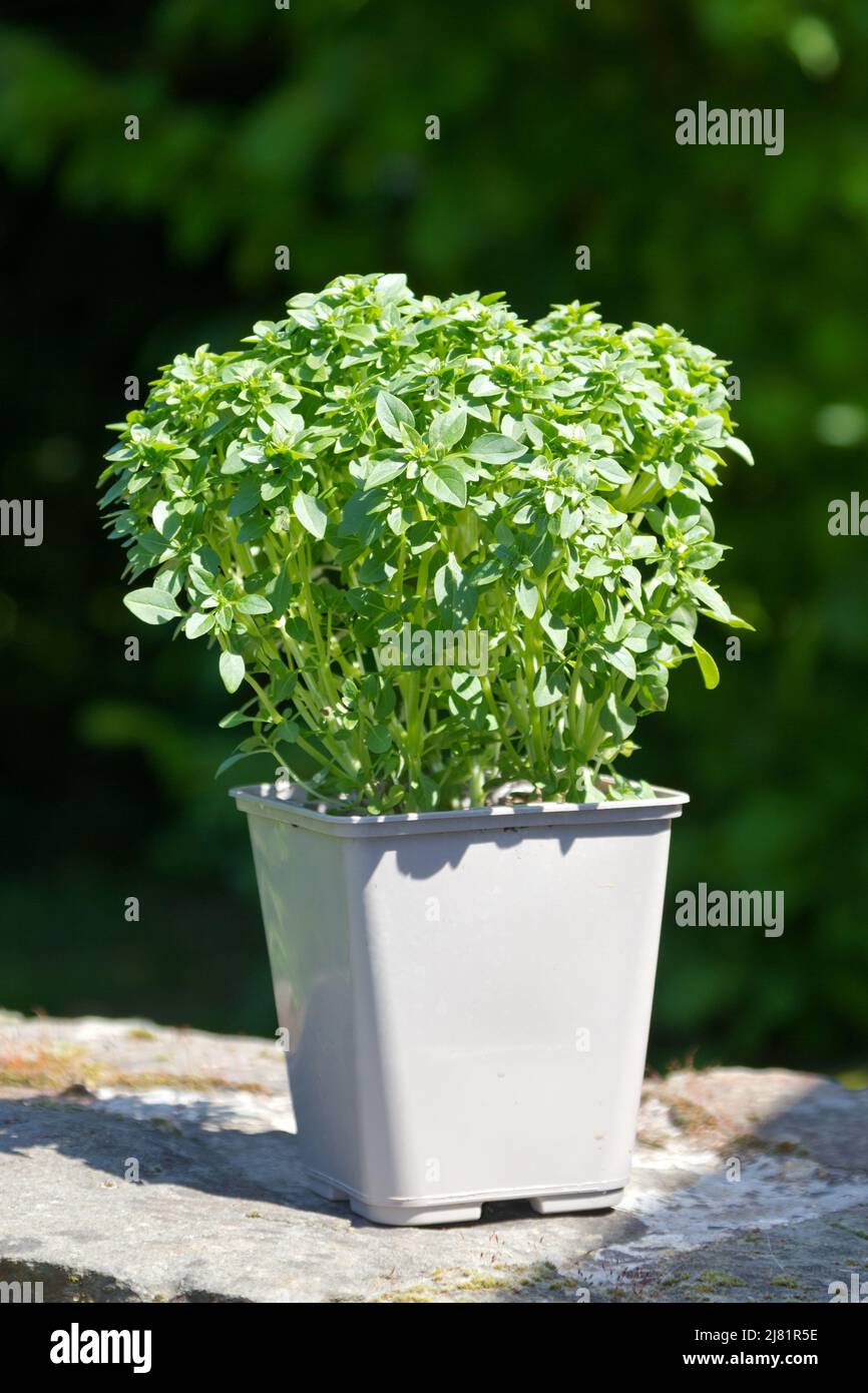 Basilikum mit kleinen Blättern (Ocimum Basilicum) wächst in einem kleinen Topf. Stockfoto