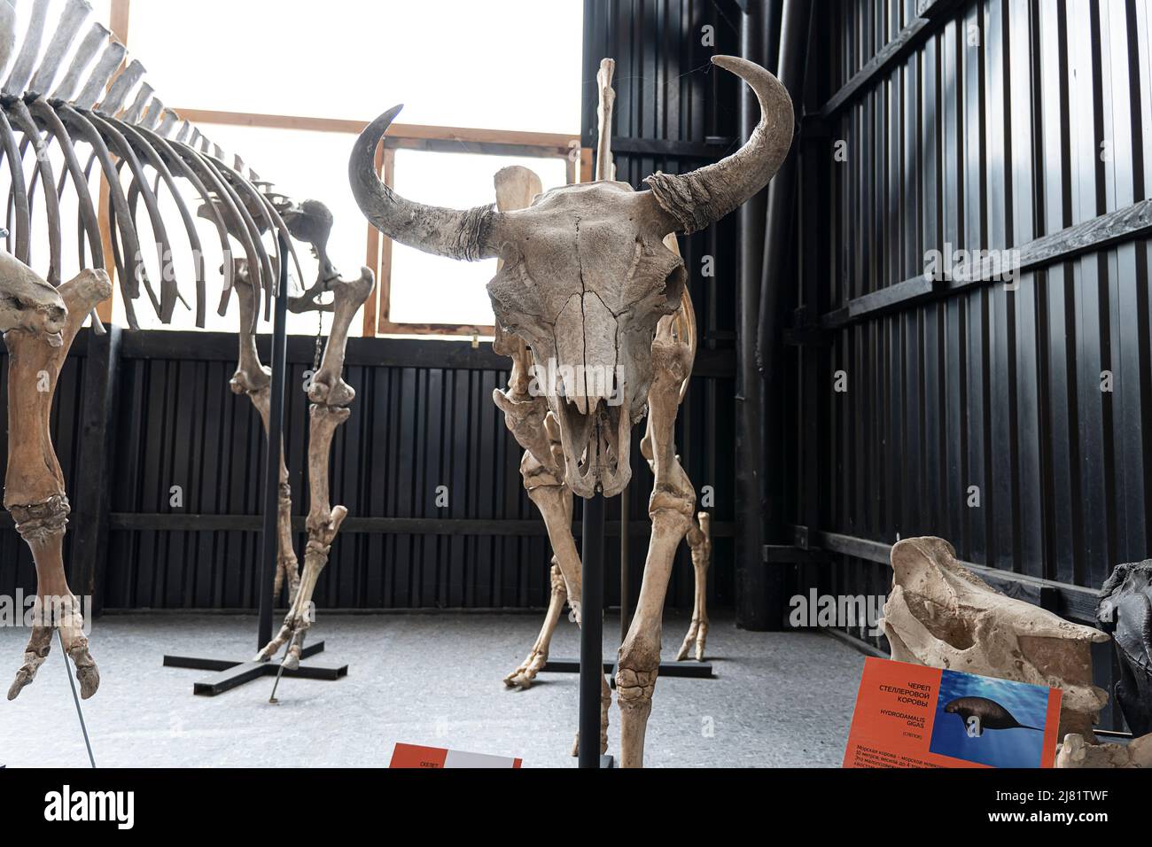 Schädel und ein Teil der Kadaver eines Steppe Bison, einer ausgestorbenen Bison-Art. Paläontologisches Museum des Naturhistorischen Paleoparks. 19. April 2022. Rus Stockfoto