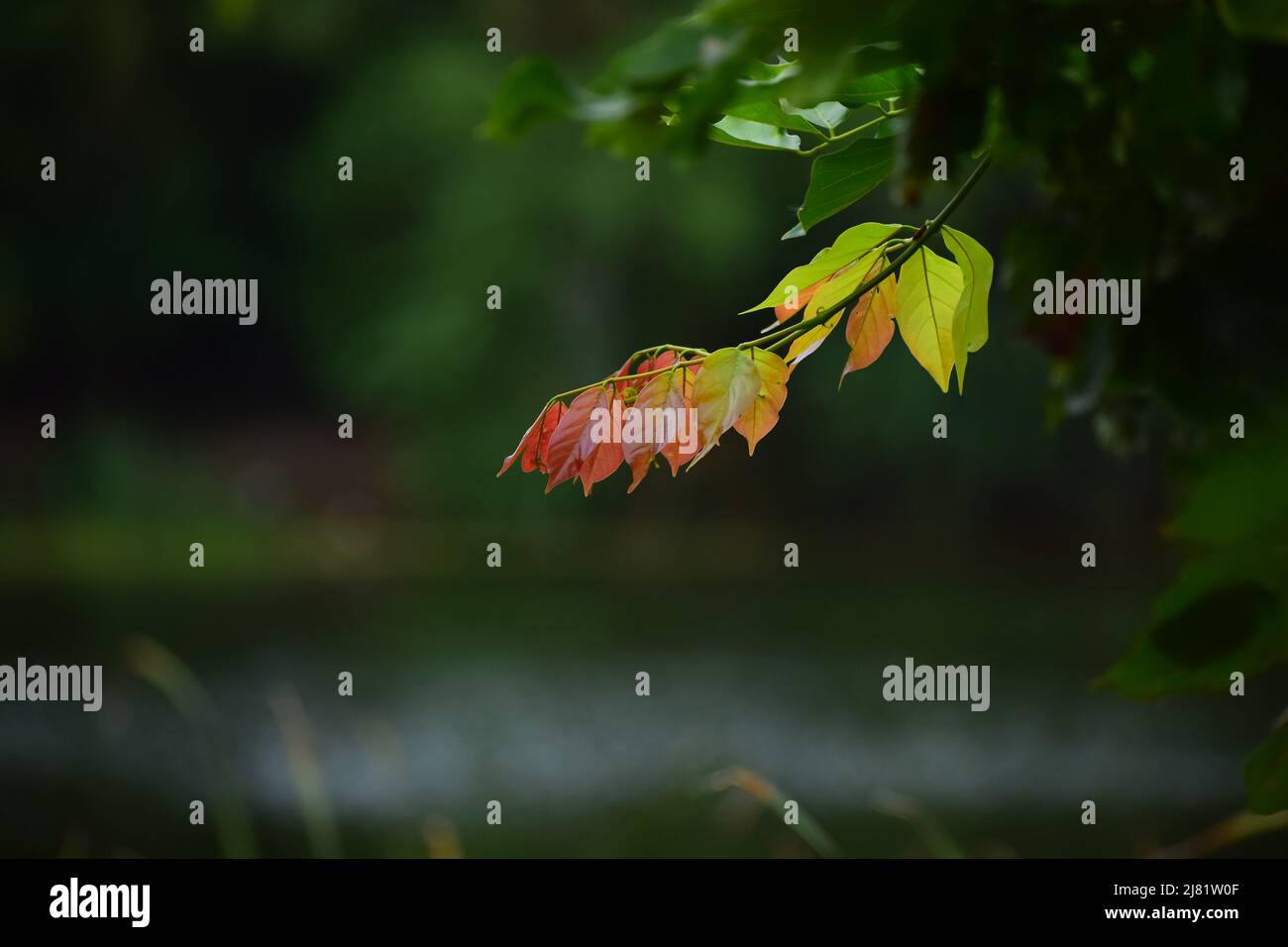 Rette Bäume, rette Leben.. Wenn, du nicht, eines Tages fallen wir wie ein Blatt auf die Erde Stockfoto