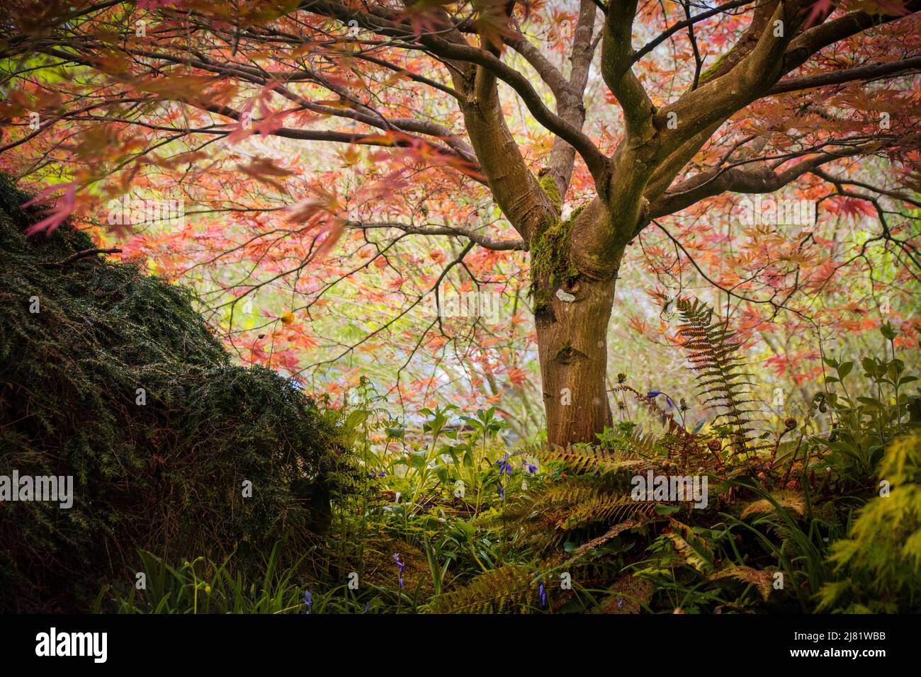 Magical Woods - ätherische Schönheit in einem skurrilen Holz Stockfoto