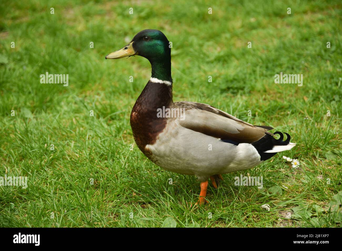 Männliche Ente auf dem Gras, Stockfoto