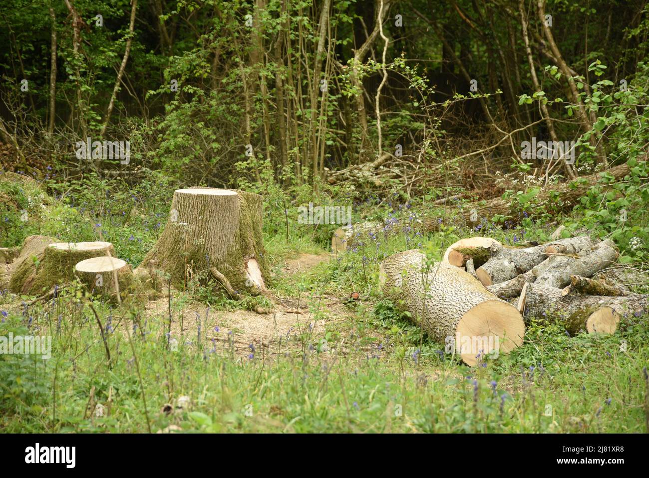 Eschenbäume werden abgehauen Stockfoto