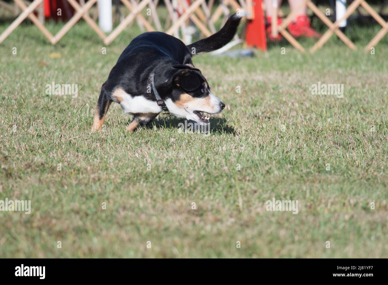 Entlebucher Mountain Dog beim Laufen und Drehen während eines Agility-Wettkampfes Stockfoto