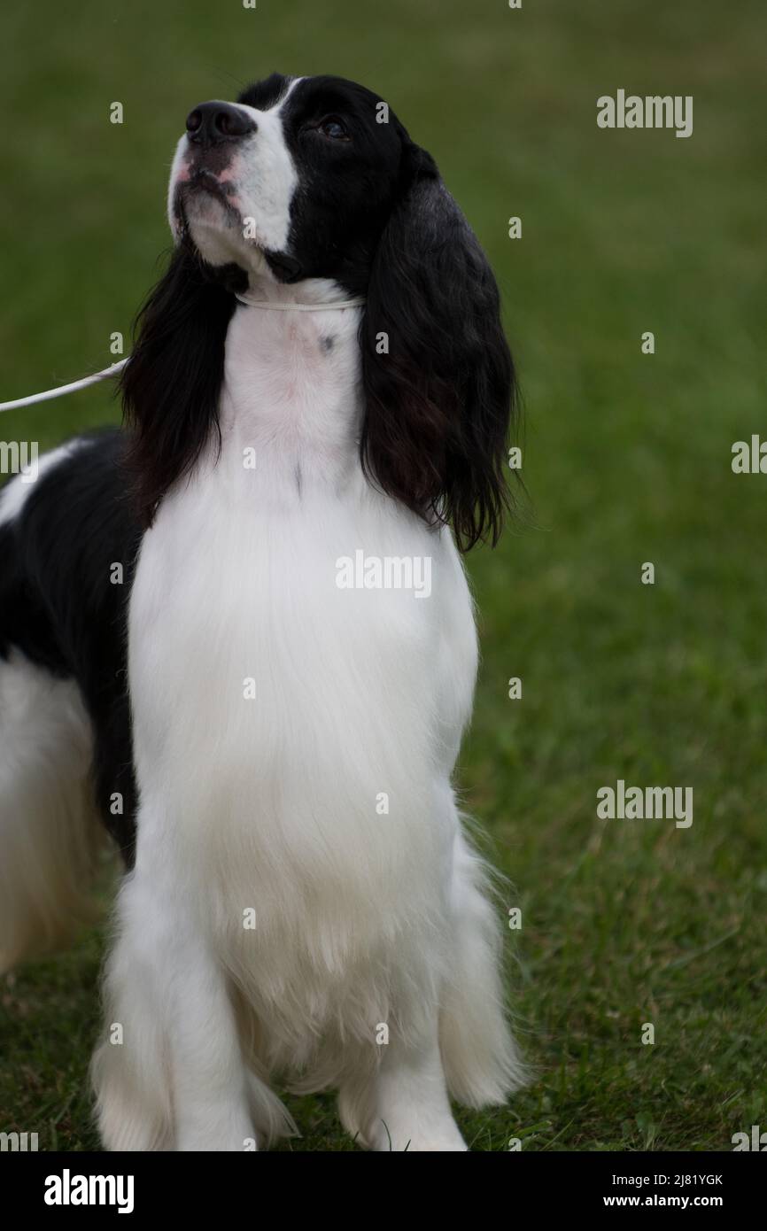 English Springer Spaniel steht und schaut auf die Hundeausstellung Stockfoto