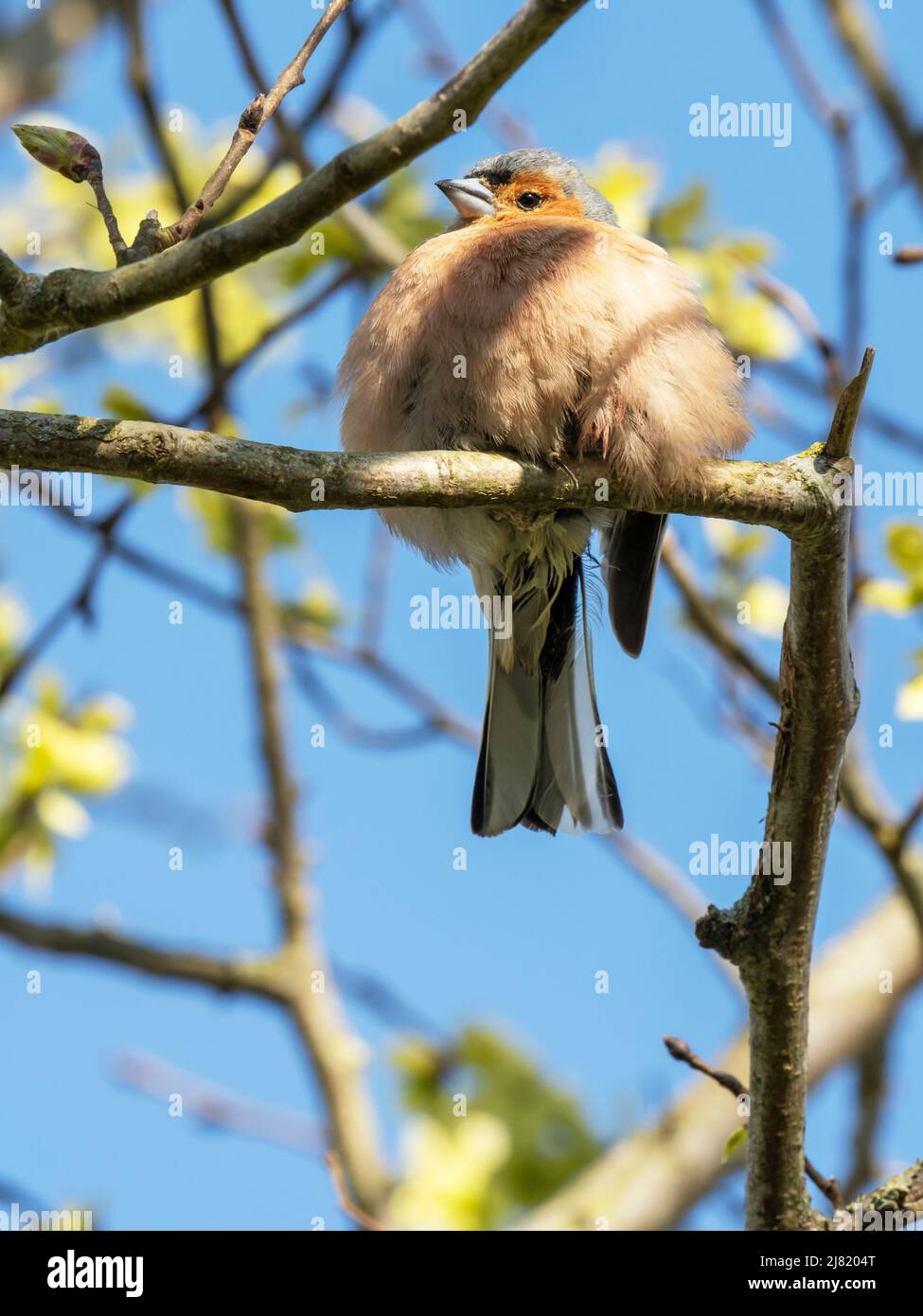A Chaffinch, Fringilla coelebs in Austwick, Yorkshire Dales, Großbritannien. Stockfoto