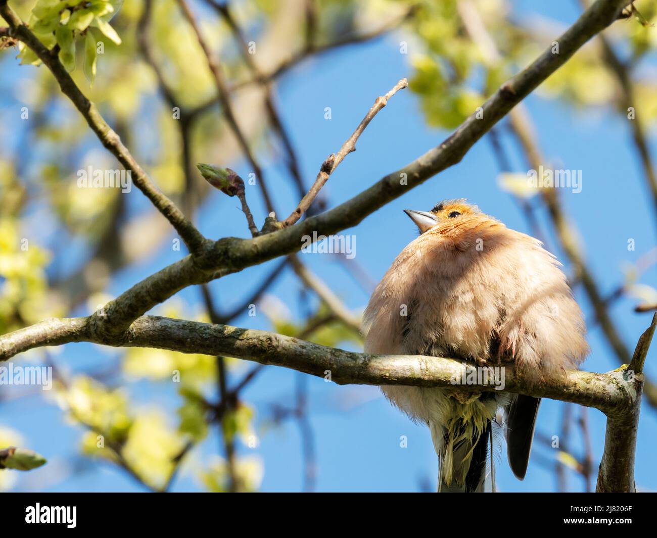 A Chaffinch, Fringilla coelebs in Austwick, Yorkshire Dales, Großbritannien. Stockfoto