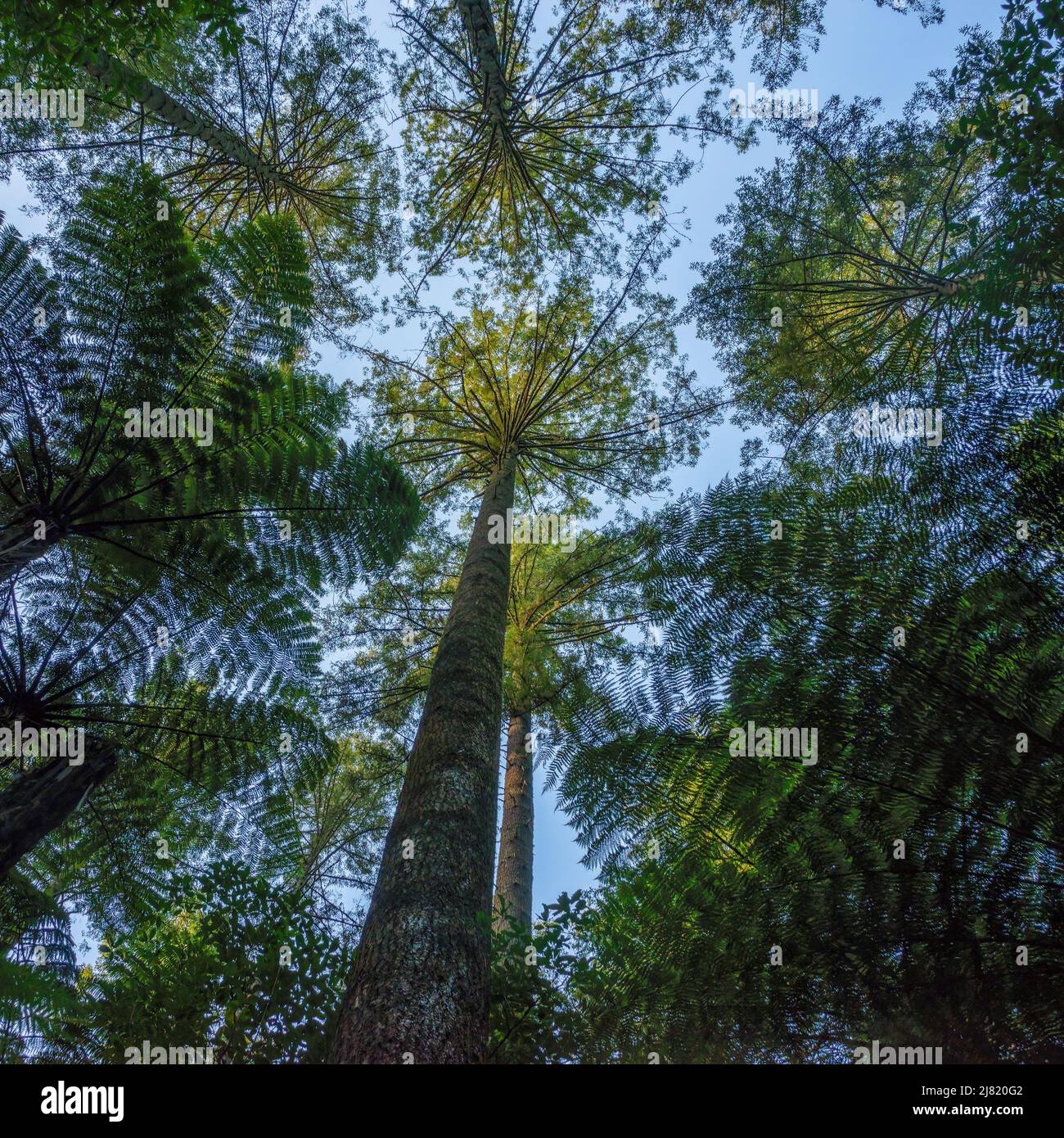 Blick auf riesige Bäume im Redwood-Wald in Rotorua, Neuseeland. Vertikales Format. Stockfoto