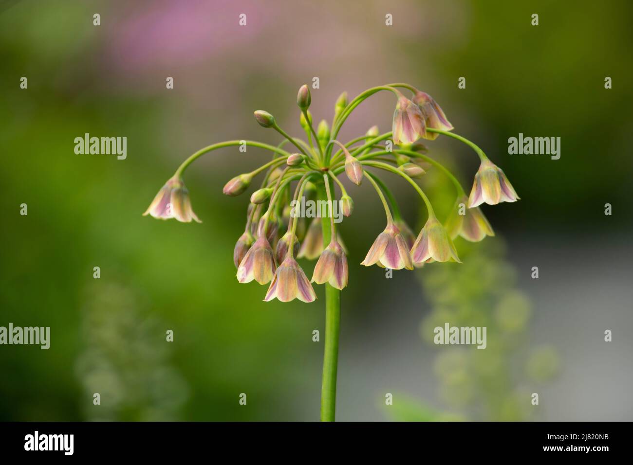 Allium siculum (Sizilianische Honig Knoblauch) im Morgan Stanley Garten entworfen von Chris Beardshaw und Gewinner der Goldmedaille in der Kategorie anzeigen Garten Stockfoto