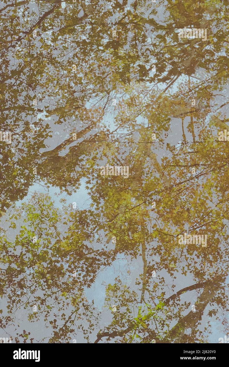 Mehrfachbelichtung von Bäumen in der Herbstsaison Stockfoto