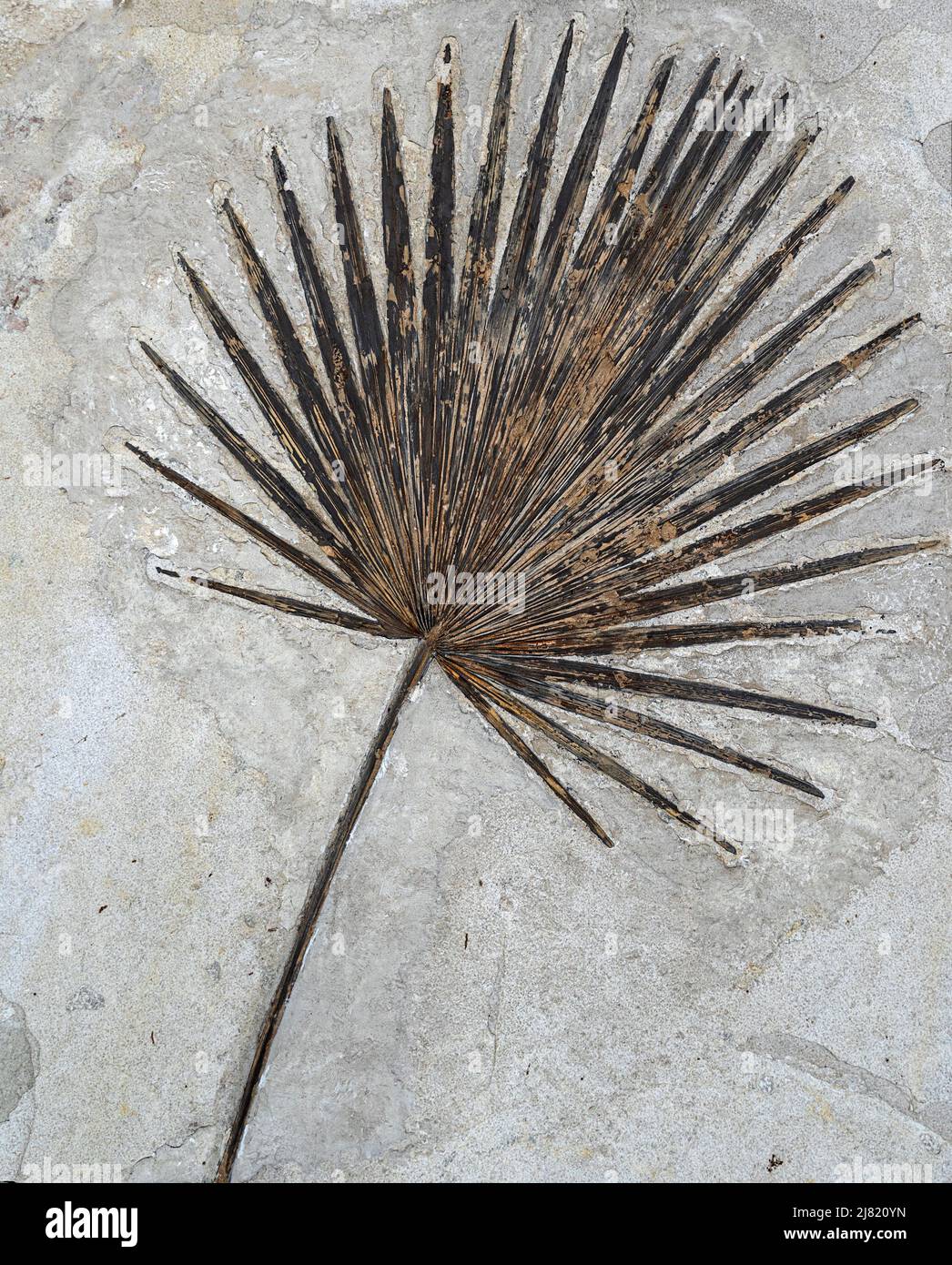 Fossile Pflanze alt. Eine Ausstellung des paläontologischen Museums. Stockfoto