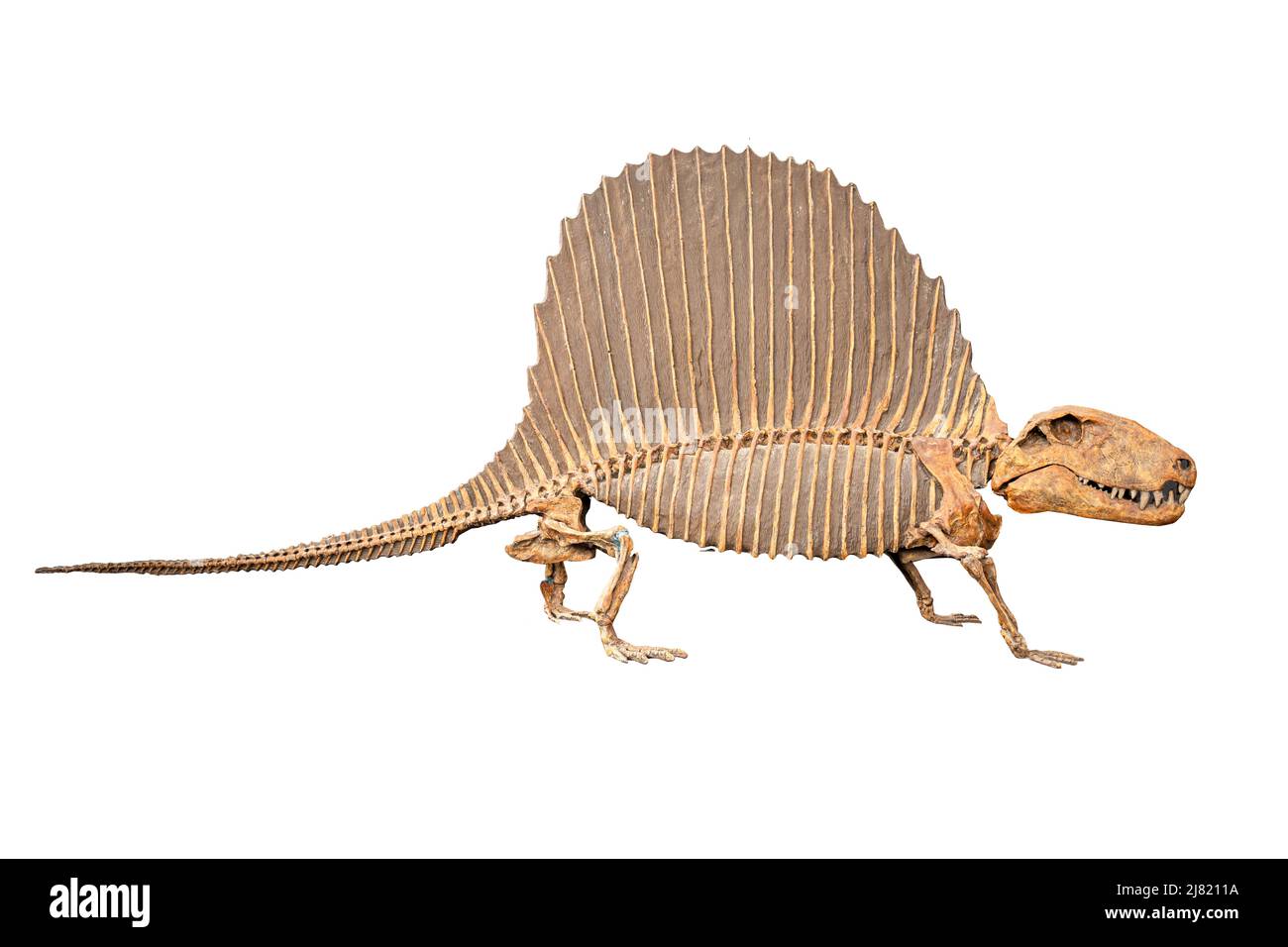 Das Skelett eines fossilen Dinosauriers im Museum isoliert auf weißem Hintergrund. Stockfoto