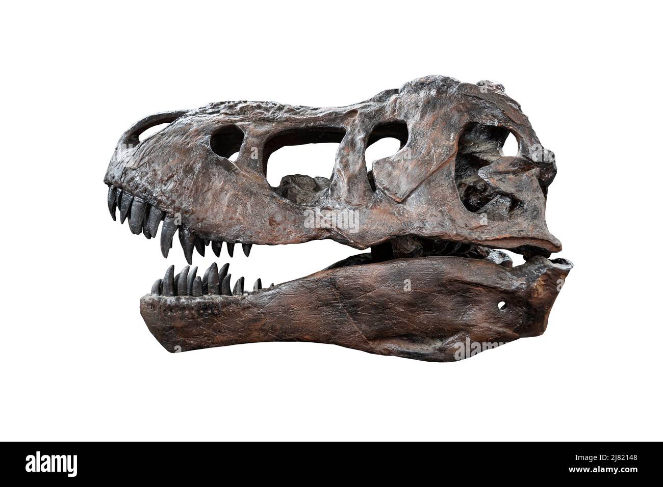 Tyrannosaurus scull isoliert auf weißem Hintergrund. Prähistorische Tierfossilien. Stockfoto