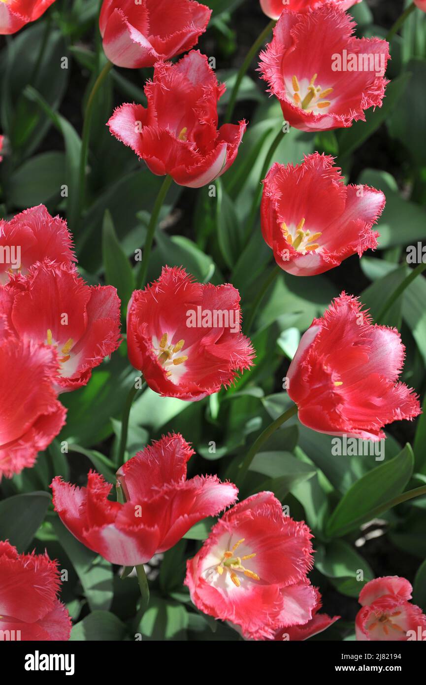 Rot-weiß umsäumte Tulpe (Tulipa) die Liebende Stadt blüht im März in einem Garten Stockfoto