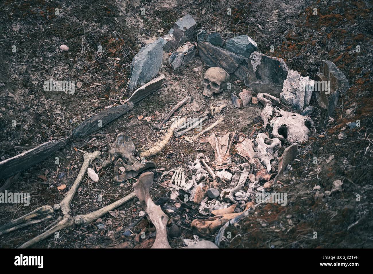 Archäologische Ausgrabungen eines alten menschlichen Mannes Knochen Skelett und menschlichen Schädels. Begräbnis eines edlen skythischen Krieger. Stockfoto