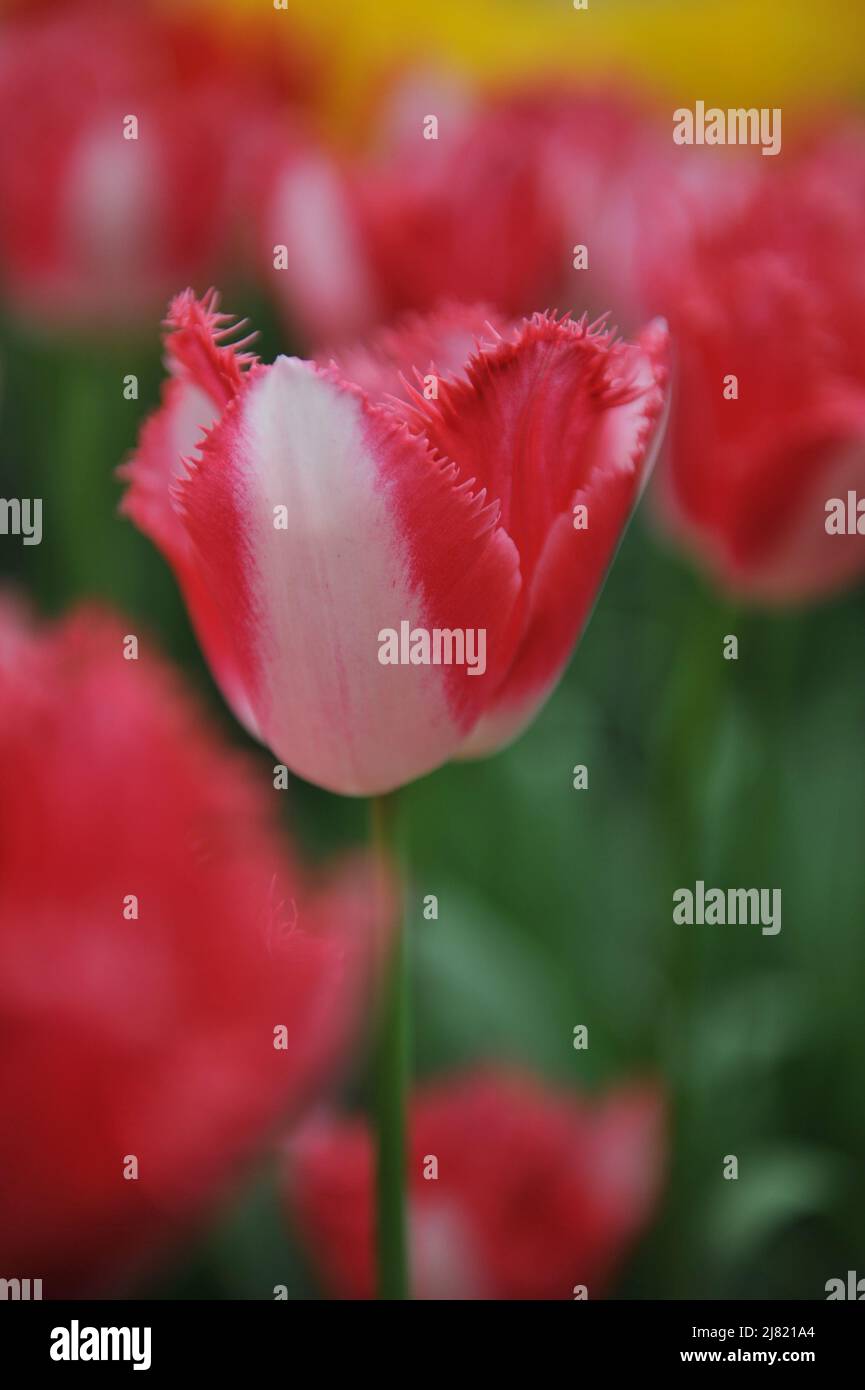 Rot-weiß umsäumte Tulpe (Tulipa) die Liebende Stadt blüht im März in einem Garten Stockfoto