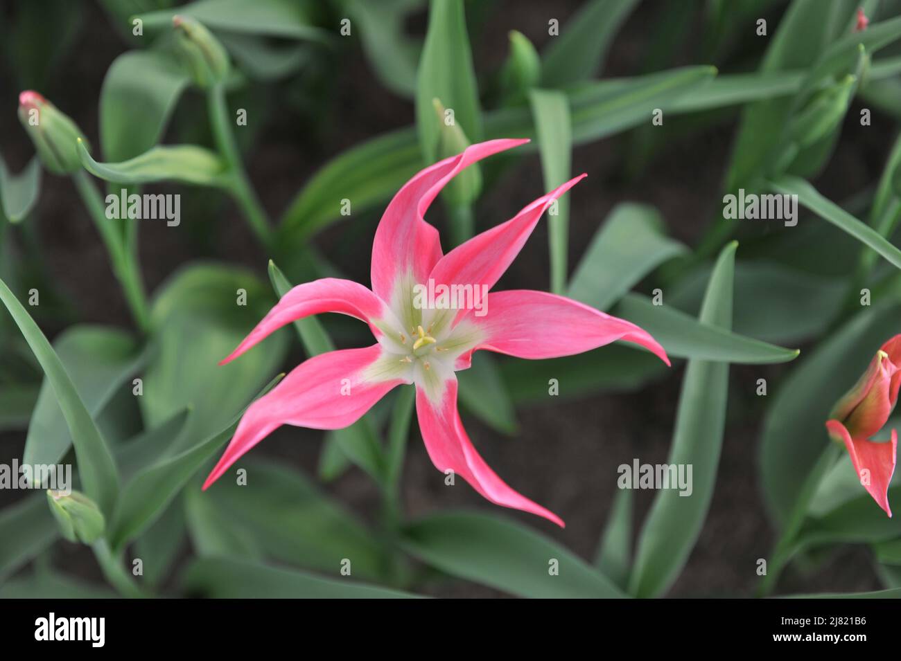 Rosa und weiße Lilie-blühende Tulpe (Tulipa) Madalyn blüht im April in einem Garten Stockfoto