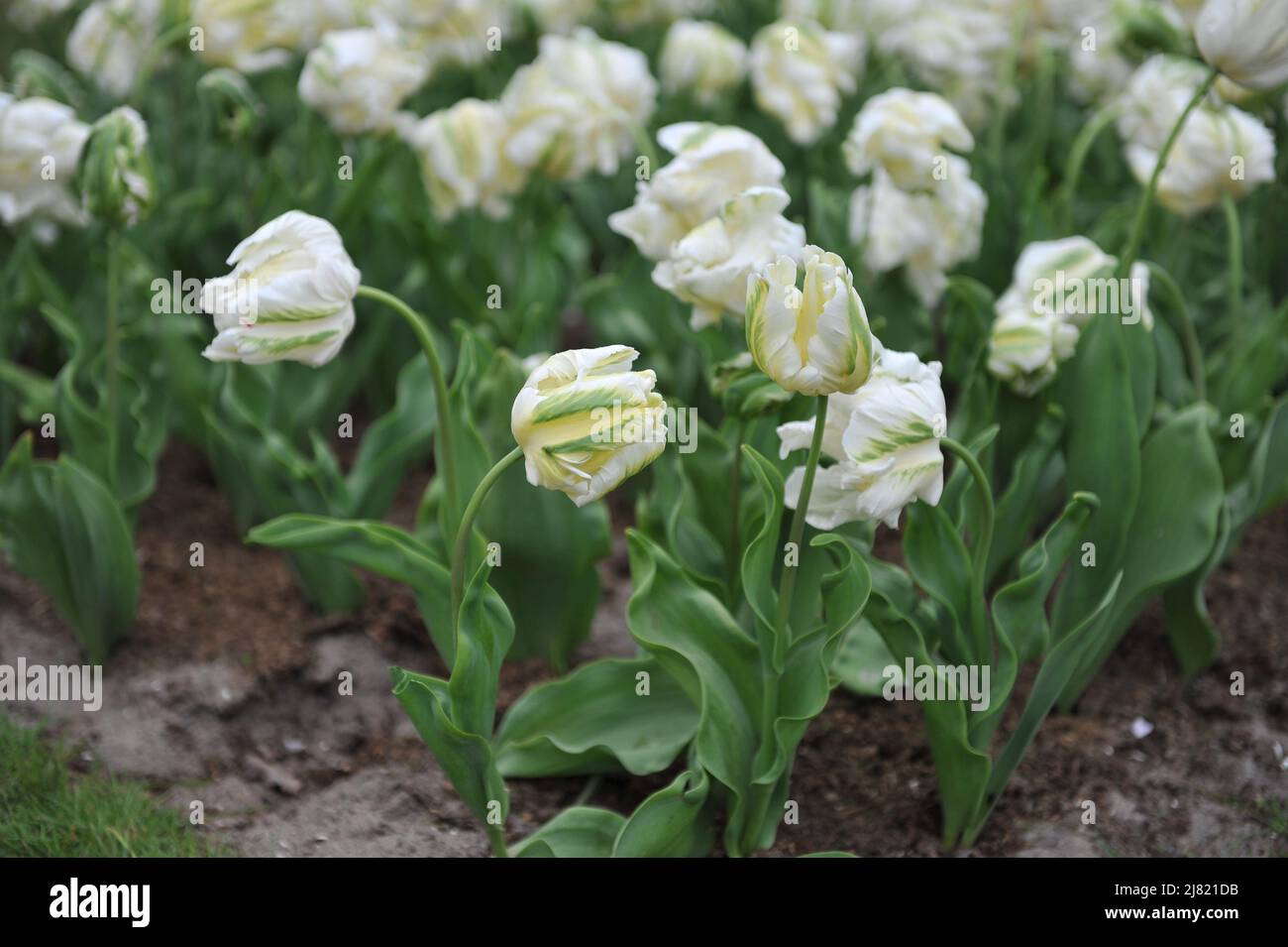 Weiße Papageientulpen (Tulipa) die Madonna blüht im April in einem Garten Stockfoto