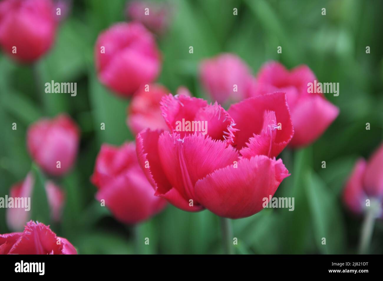 Im April blühen rosa gefranste Tulpen (Tulipa) Magento in einem Garten Stockfoto