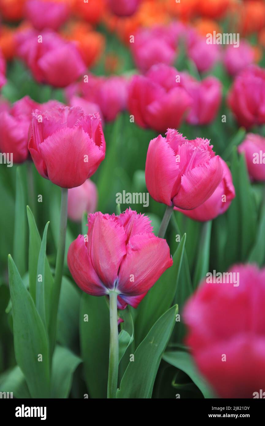 Im April blühen rosa gefranste Tulpen (Tulipa) Magento in einem Garten Stockfoto