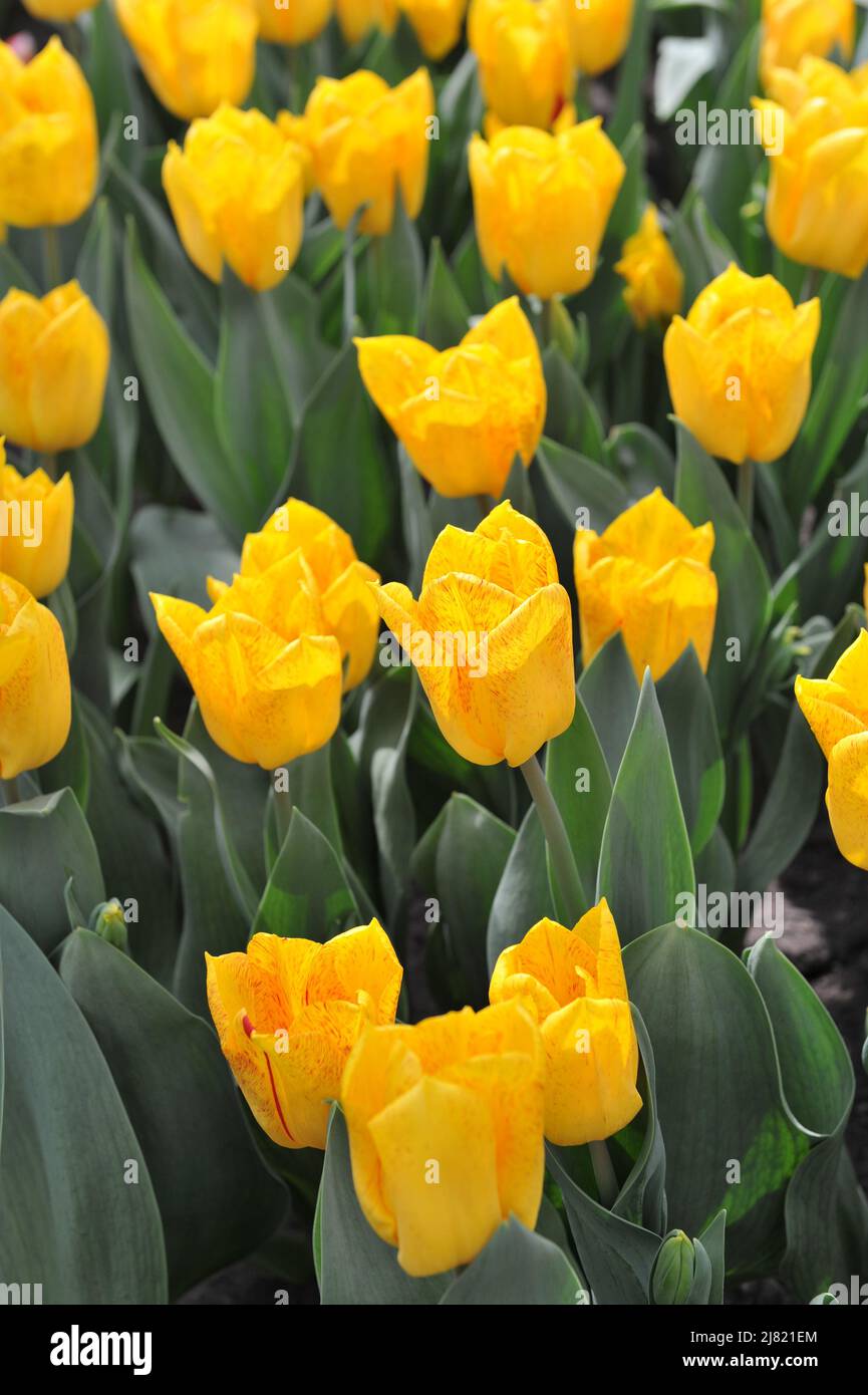 Gelb mit roten Streifen Triumph Tulpen (Tulipa) Magic Flight blüht im April in einem Garten Stockfoto