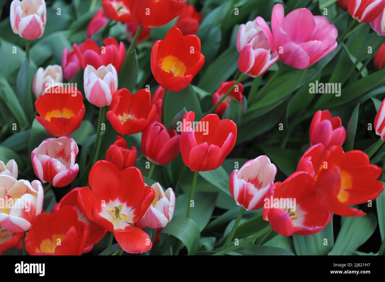 Rote, rosa und weiße Tulpenmischung (Tulipa) Magic Mystery Mix blüht im April in einem Garten Stockfoto