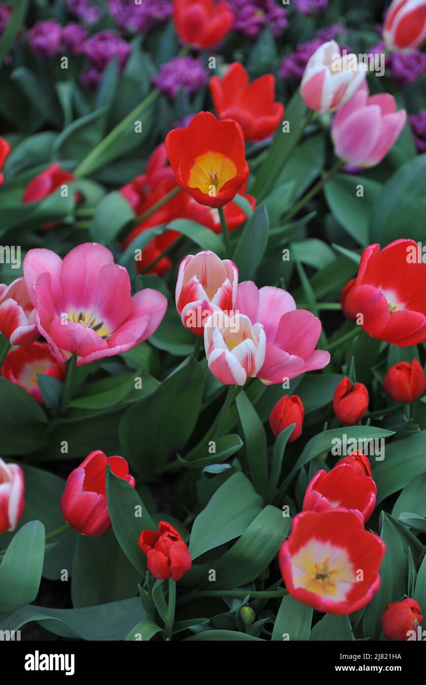 Rote, rosa und weiße Tulpenmischung (Tulipa) Magic Mystery Mix blüht im April in einem Garten Stockfoto