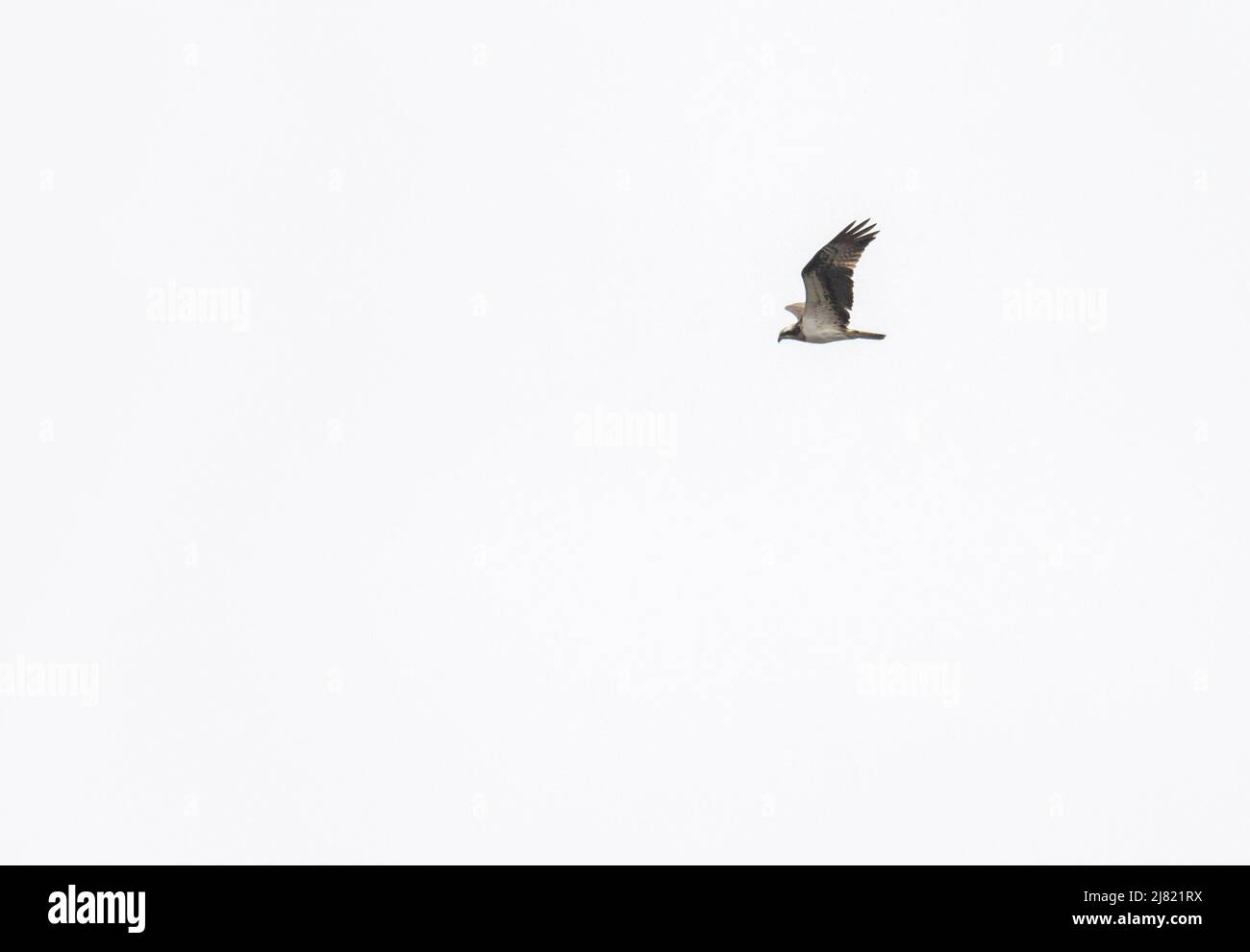 Ein Fischadler, Pandion haliaetus, der über Lake Windermere, Lake District, Großbritannien fliegt. Stockfoto