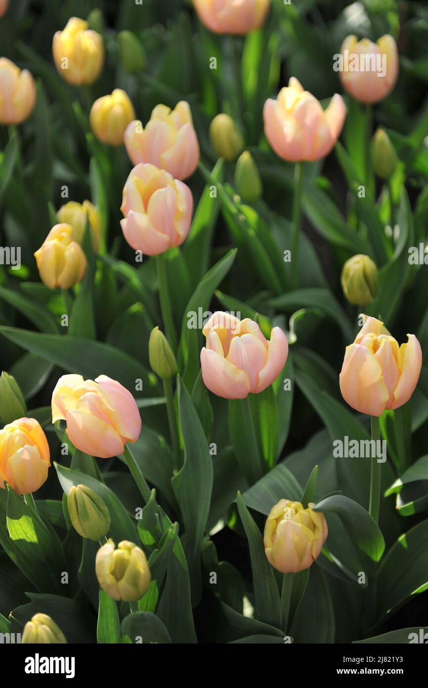 Aprikosen-rosa und weiß Triumph Tulpen (Tulipa) Mango Charme blühen in einem Garten im März Stockfoto