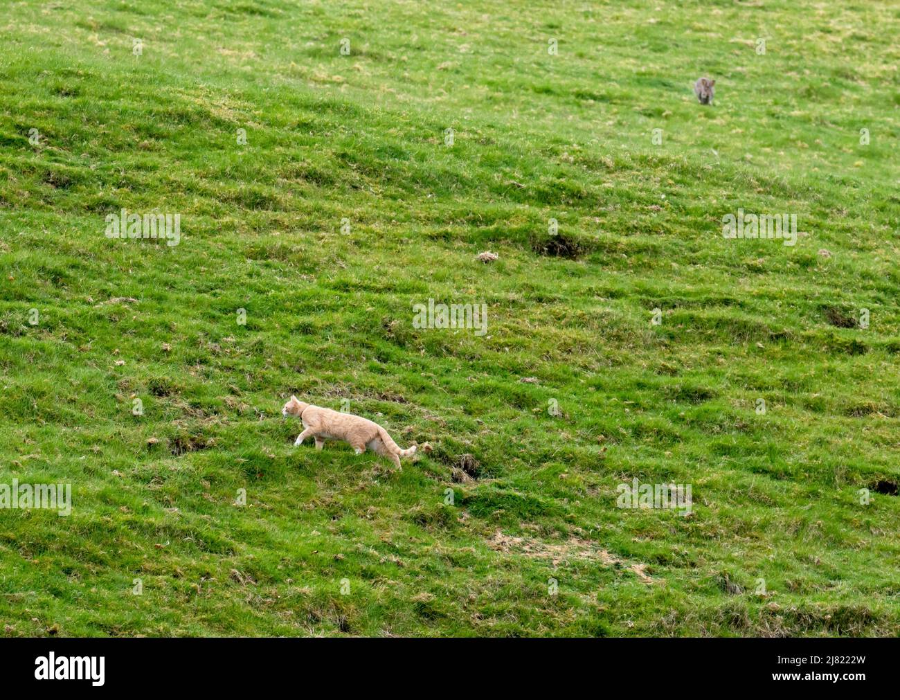 Eine Hauskatze, die Kaninchen in Ambleside, Lake District, Großbritannien, jagt. Weltweit sind Tier- und Wildkatzen für die Schlachtung von Milliarden von Vögeln verantwortlich A Stockfoto