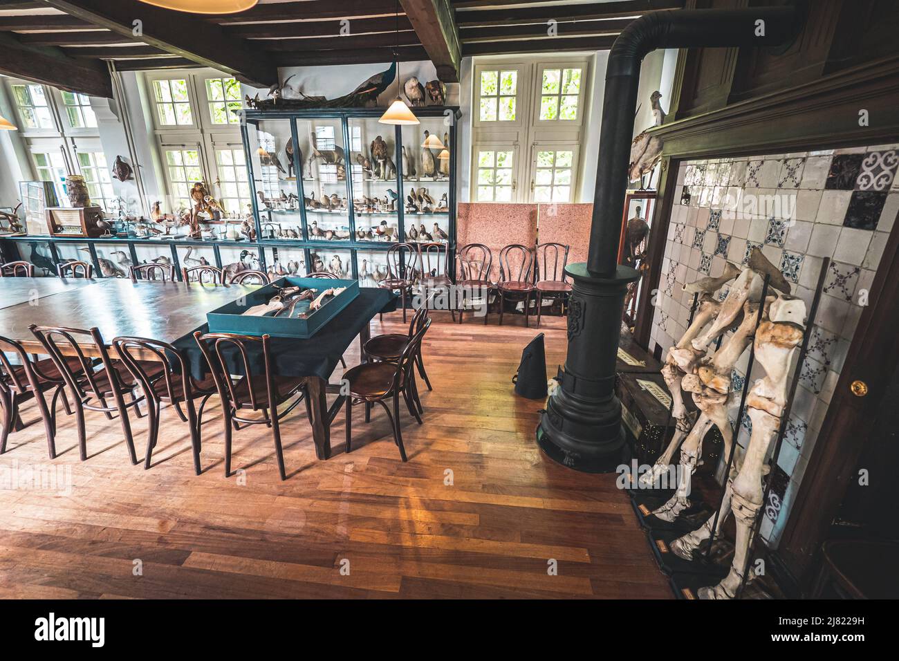 Innenansicht eines historischen Raumes mit ausgestopften Tieren und wissenschaftlichen Exponaten im Naturhistorischen Museum von Maastricht in den Niederlanden Stockfoto
