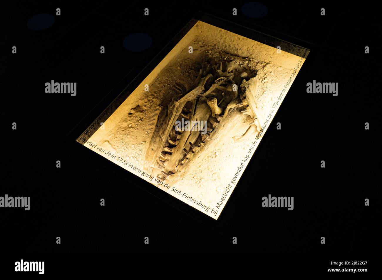 Ansicht eines Schädels mit Kiefer und großen Zähnen aus dem 18.. Jahrhundert, Natural History Museum Maastricht, Niederlande Stockfoto