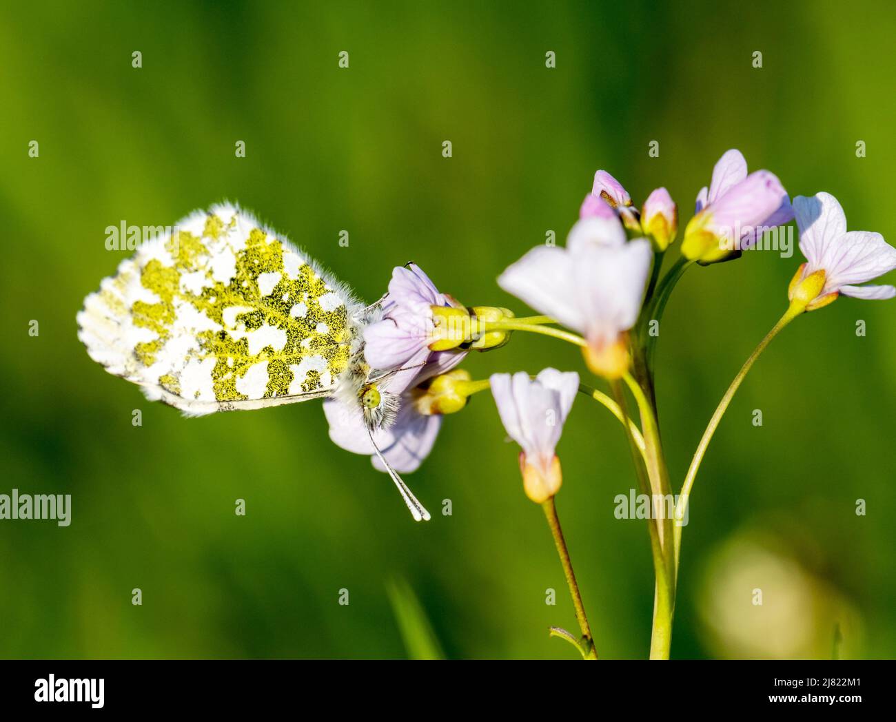 Ein weiblicher Schmetterling mit Orange-Spitze, Anthocharis cardamines on a Cuckuck Flower oder Lady's Smick, in ambleside, Lake District, Großbritannien. Stockfoto