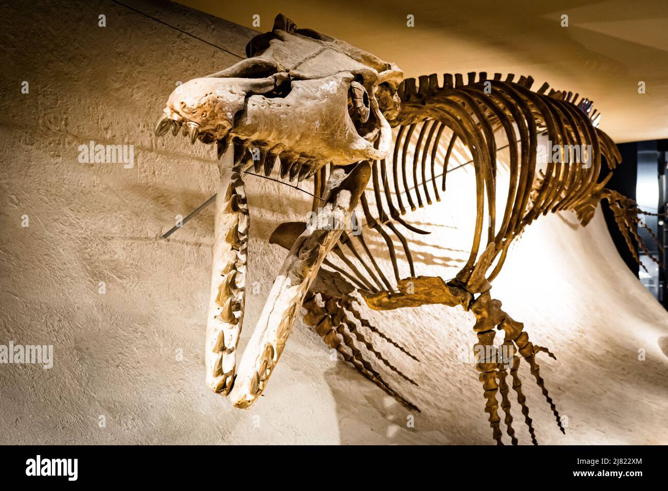 Blick auf den riesigen Schädel und die offenen Kiefer mit den großen Zähnen eines Mosasaurus-Fossils im Natural History Museum in Maastricht, Niederlande Stockfoto