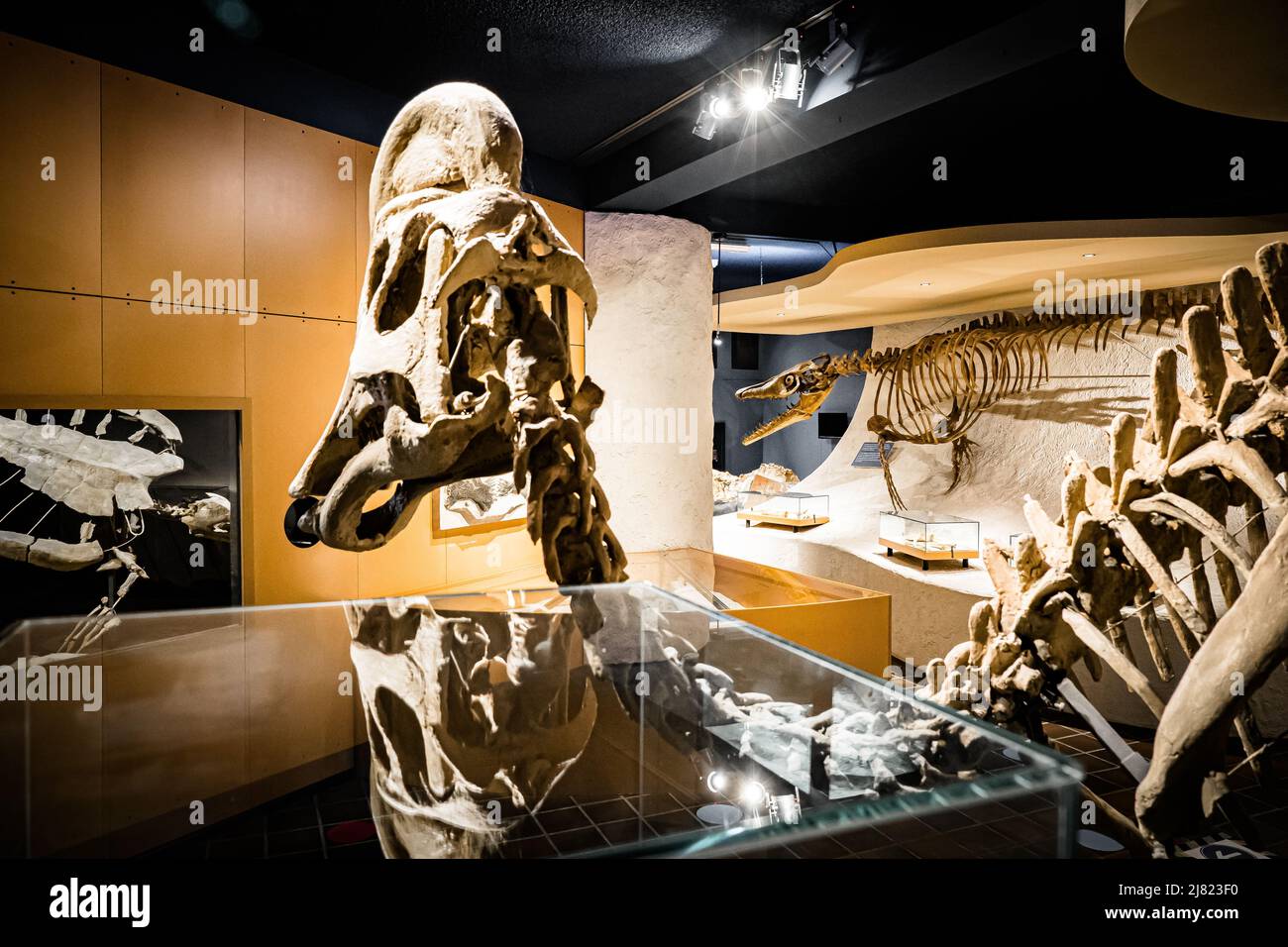 Innenansicht des Naturhistorischen Museums in Maastricht, Niederlande, mit Hadrosaurus, ausgestorbener Meeresschildkröte und dem berühmten Mosasaurus (im Fokus) Stockfoto
