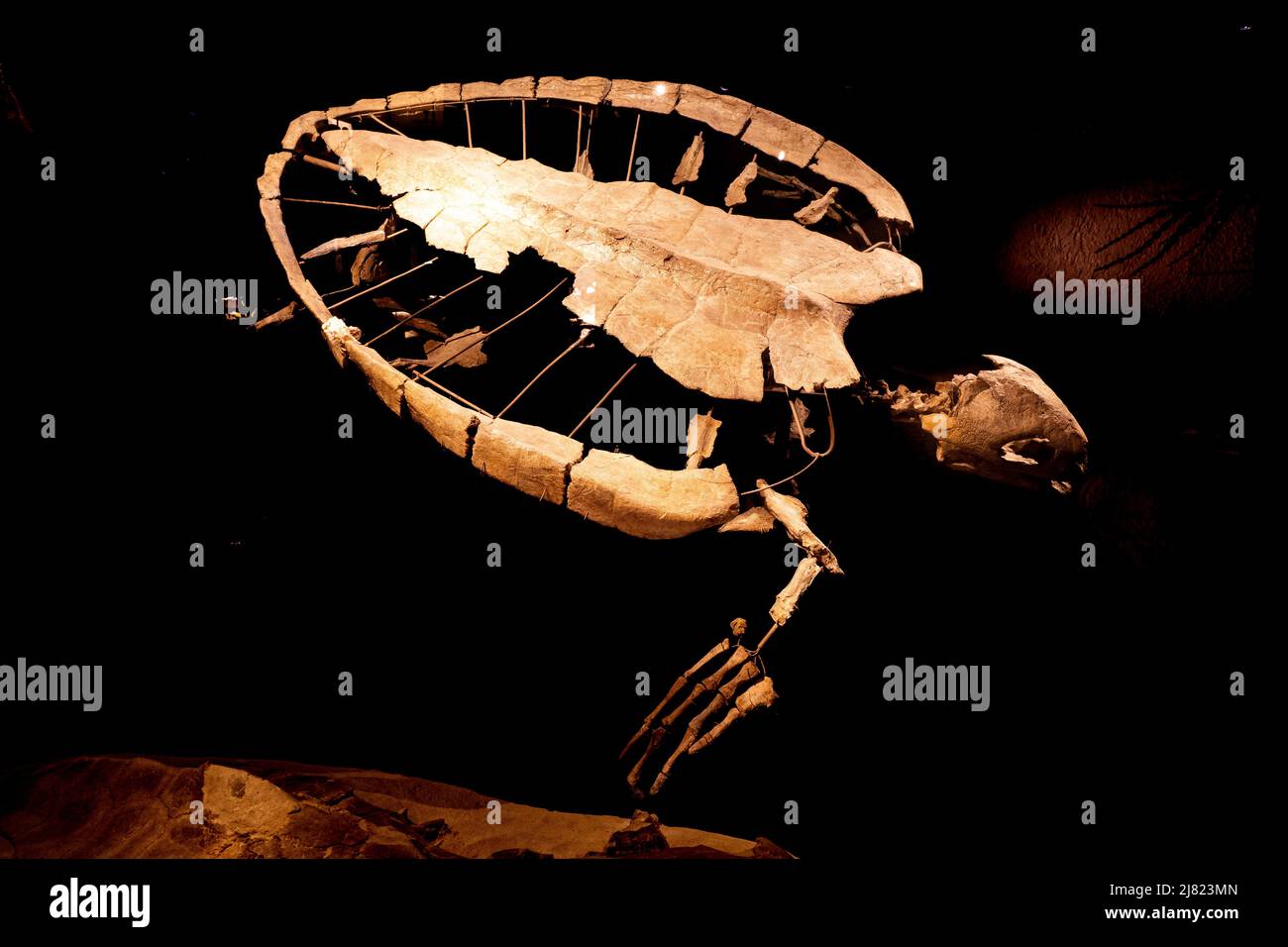 Blick auf das Fossil einer riesigen prähistorischen und ausgestorbenen Meeresschildkröte, Allopleuron hofmanni Stockfoto