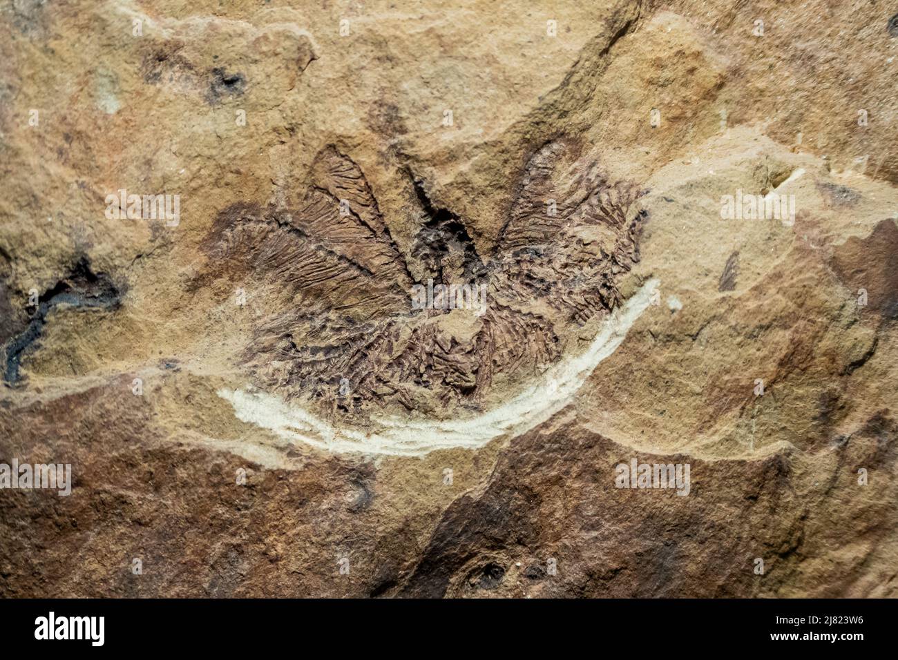 Nahaufnahme des Fossils einer prähistorischen Seelilie oder Seerose oder eines Federsterns Stockfoto