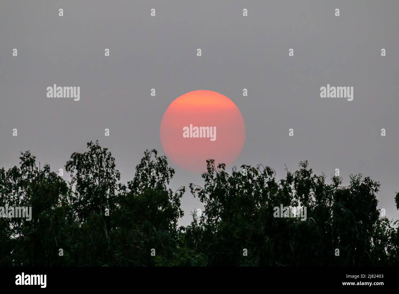 Orangefarbene Sonne untergeht hinter den Bäumen, isoliert am rauchigen Himmel Stockfoto