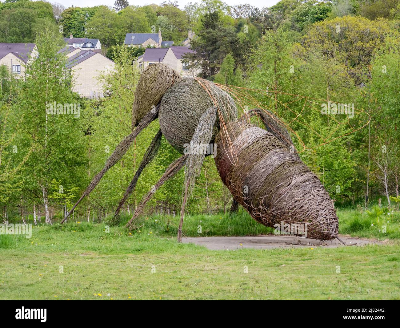 Eine riesige Wespe in Harlow Carr Gardens, Harrogate, Yorkshire, Großbritannien. Stockfoto
