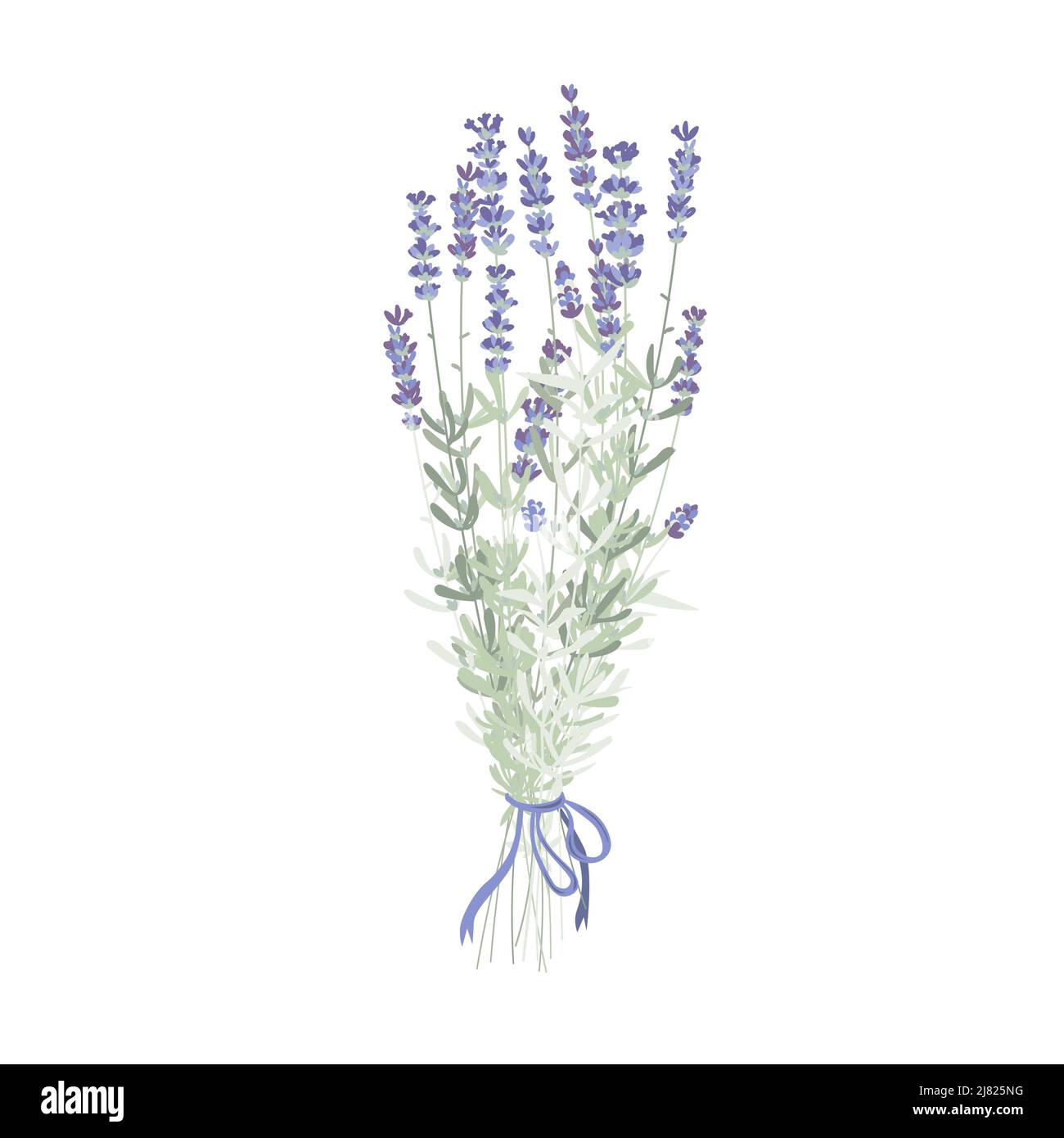 Eleganter Lavendelblüten-Strauß, Lavendelbukett mit einem violetten Band. Vektorgrafik isoliert auf Weiß Stock Vektor