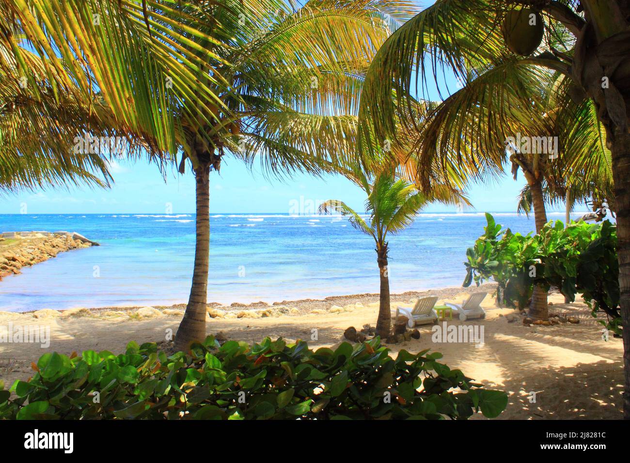 Plage de l'ïle de La Désirade à l'ombre des palmiers Stockfoto