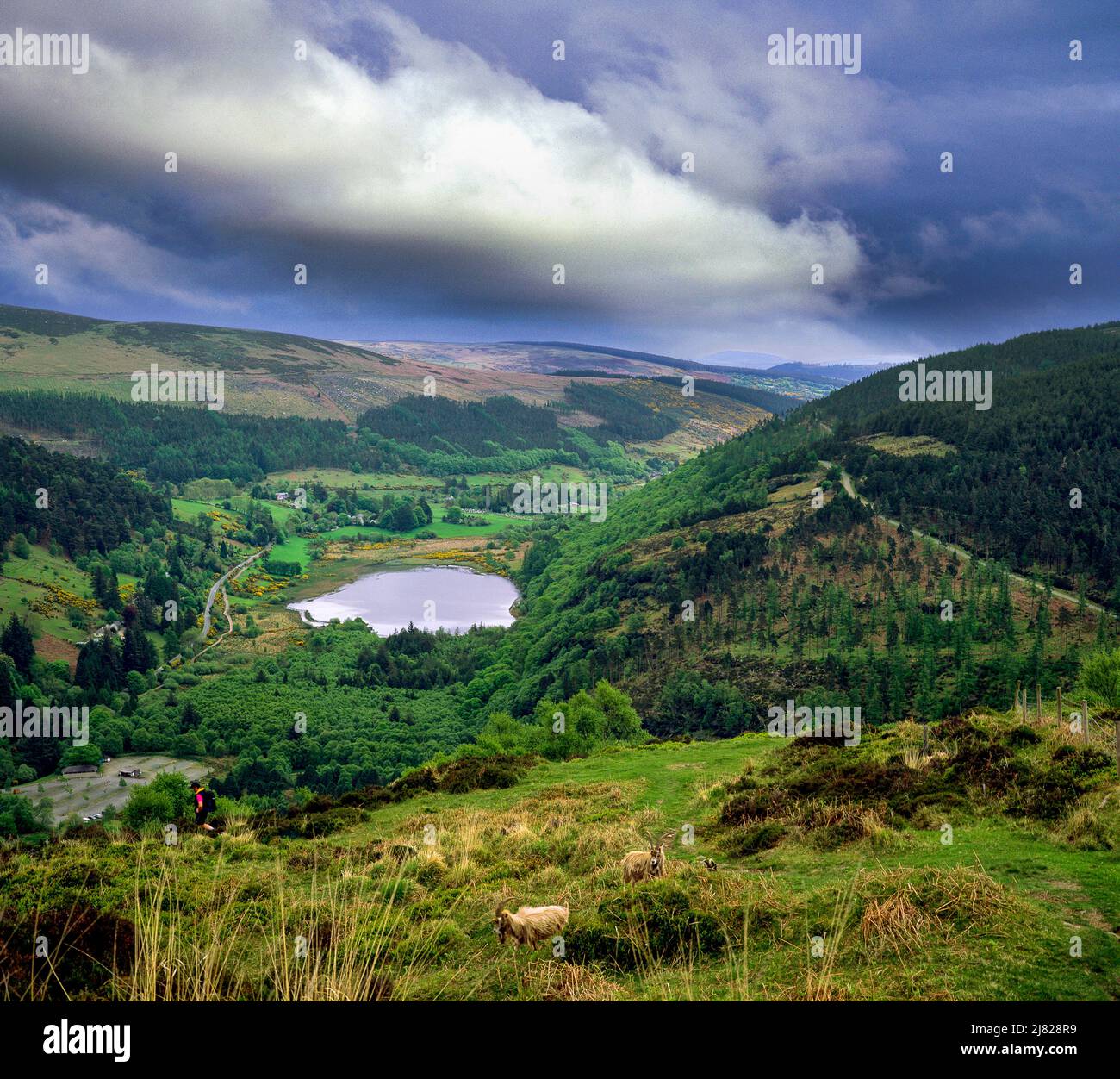 Wandern in den Bergen über den Glendalough National Park, County Wicklow, Irland Stockfoto